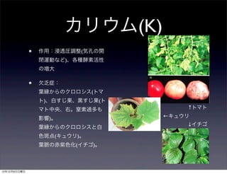 カリウム(K)
              •   作用：浸透圧調整(気孔の開
                  閉運動など)、各種酵素活性
                  の増大

              •   欠乏症：
                  葉縁からのクロロシス(トマ
                  ト)、白すじ果、黒すじ果(ト
                  マト中央、右。窒素過多も         ↑トマト

                  影響)。             ←キュウリ
                                       ↓イチゴ
                  葉縁からのクロロシスと白
                  色斑点(キュウリ)。
                  葉脈の赤紫色化(イチゴ)。



12年12月9日日曜日
 