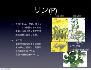 リン(P)
                                   欠乏15日目     回復10日目




              •   作用：DNA、RNA、核タン
                  パク、リン脂質などの構成
                  要素。水素イオン濃度や浸
                  透圧調整に重要な役割。

              •   欠乏症：
                  樹勢の極端な低下と果実肥                  ↑トマト
                                            ←トマト初期
                  大の停止。初期には葉脈間
                                            ↓イチゴ(手前は正常)
                  が赤紫色化(トマト)。
                  葉色の濃緑色化(イチゴ)。




12年12月9日日曜日
 