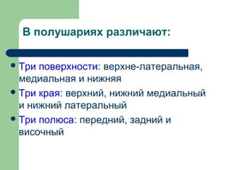 В полушариях различают:

 Три поверхности: верхне-латеральная,
  медиальная и нижняя
 Три края: верхний, нижний медиальный
  и нижний латеральный
 Три полюса: передний, задний и
  височный
 