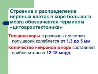 Строение и распределение
нервных клеток в коре большого
мозга обозначается термином
«цитоархитектоника»
Толщина коры в различных участках
 полушарий колеблется от 1,3 до 5 мм.
Количество нейронов в коре составляет
 приблизительно 12-18 млрд.
 