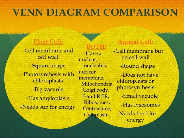 venn diagram plants rome fontanacountryinn com comparing plant and animal cells venn diagram