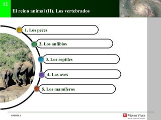 NATURA 1NATURA 1
El reino animal (II). Los vertebrados
5. Los mamíferos
4. Las aves
3. Los reptiles
2. Los anfibios
1. Los peces
12
 