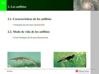 NATURA 1NATURA 1
2. Los anfibios
2.1. Características de los anfibios
• Anatomía de una rana (ilustración)
2.2. Modo de vida de los anfibios
• Ciclo biológico de la rana (ilustración)
12
 