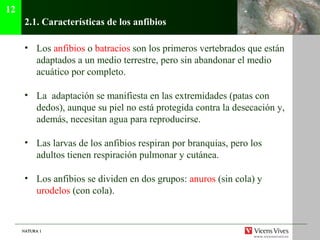 NATURA 1NATURA 1
2.1. Características de los anfibios
• Los anfibios o batracios son los primeros vertebrados que están
adaptados a un medio terrestre, pero sin abandonar el medio
acuático por completo.
• La adaptación se manifiesta en las extremidades (patas con
dedos), aunque su piel no está protegida contra la desecación y,
además, necesitan agua para reproducirse.
• Las larvas de los anfibios respiran por branquias, pero los
adultos tienen respiración pulmonar y cutánea.
• Los anfibios se dividen en dos grupos: anuros (sin cola) y
urodelos (con cola).
12
 