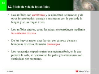 NATURA 1NATURA 1
2.2. Modo de vida de los anfibios
• Los anfibios son carnívoros y se alimentan de insectos y de
otros invertebrados; atrapan a sus presas con la punta de la
lengua y se las tragan vivas.
• Los anfibios anuros, como las ranas, se reproducen mediante
fecundación externa.
• De los huevos nacen unas larvas, con aspecto de pez y
branquias externas, llamadas renacuajos.
• Los renacuajos experimentan una metamorfosis, en la que
pierden la cola, se desarrollan las patas y las branquias son
sustituidas por pulmones.
12
 