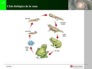 NATURA 1NATURA 1
Ciclo biológico de la rana
12
 