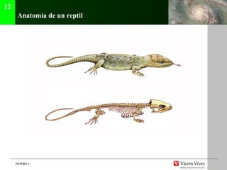 NATURA 1NATURA 1
Anatomía de un reptil
12
 