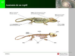 NATURA 1NATURA 1
Anatomía de un reptil
12
 