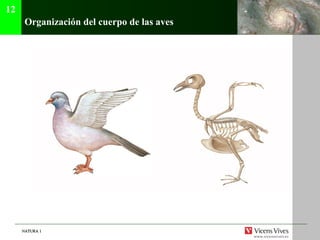 NATURA 1NATURA 1
Organización del cuerpo de las aves
12
 