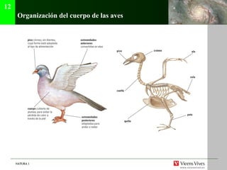 NATURA 1NATURA 1
Organización del cuerpo de las aves
12
 