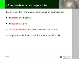 NATURA 1NATURA 1
4.2. Adaptaciones de las aves para volar
Las aves pueden volar gracias a las siguientes adaptaciones:
• Su forma aerodinámica.
• Su esqueleto ligero.
• Sus extremidades anteriores transformadas en alas.
• Su pulmones facilitan la respiración durante el vuelo.
12
 