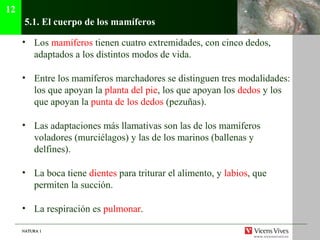 NATURA 1NATURA 1
5.1. El cuerpo de los mamíferos
• Los mamíferos tienen cuatro extremidades, con cinco dedos,
adaptados a los distintos modos de vida.
• Entre los mamíferos marchadores se distinguen tres modalidades:
los que apoyan la planta del pie, los que apoyan los dedos y los
que apoyan la punta de los dedos (pezuñas).
• Las adaptaciones más llamativas son las de los mamíferos
voladores (murciélagos) y las de los marinos (ballenas y
delfines).
• La boca tiene dientes para triturar el alimento, y labios, que
permiten la succión.
• La respiración es pulmonar.
12
 