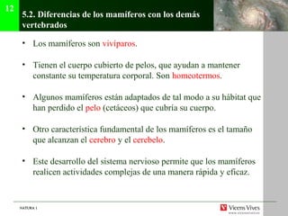 NATURA 1NATURA 1
5.2. Diferencias de los mamíferos con los demás
vertebrados
• Los mamíferos son vivíparos.
• Tienen el cuerpo cubierto de pelos, que ayudan a mantener
constante su temperatura corporal. Son homeotermos.
• Algunos mamíferos están adaptados de tal modo a su hábitat que
han perdido el pelo (cetáceos) que cubría su cuerpo.
• Otro característica fundamental de los mamíferos es el tamaño
que alcanzan el cerebro y el cerebelo.
• Este desarrollo del sistema nervioso permite que los mamíferos
realicen actividades complejas de una manera rápida y eficaz.
12
 