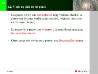 NATURA 1NATURA 1
1.2. Modo de vida de los peces
• Los peces tienen una alimentación muy variada. Muchos se
alimentan de algas o plancton (sardina), mientras otros son
carnívoros (tiburón).
• La mayoría de peces son ovíparos y se reproducen mediante
fecundación externa.
• Otros peces son vivíparos y poseen una fecundación interna.
12
 