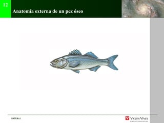 NATURA 1NATURA 1
Anatomía externa de un pez óseo
12
 