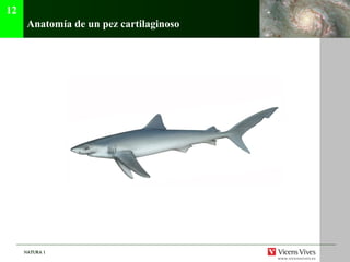 NATURA 1NATURA 1
Anatomía de un pez cartilaginoso
12
 