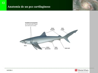NATURA 1NATURA 1
Anatomía de un pez cartilaginoso
12
 