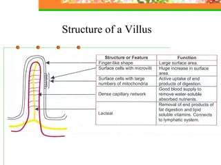 Structure of a Villus
 