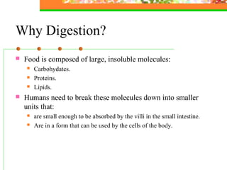 Why Digestion?
 Food is composed of large, insoluble molecules:
 Carbohydates.
 Proteins.
 Lipids.
 Humans need to break these molecules down into smaller
units that:
 are small enough to be absorbed by the villi in the small intestine.
 Are in a form that can be used by the cells of the body.
 