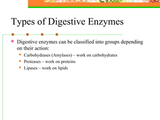 Types of Digestive Enzymes
 Digestive enzymes can be classified into groups depending
on their action:
 Carbohydrases (Amylases) – work on carbohydrates
 Proteases – work on proteins
 Lipases – work on lipids
 