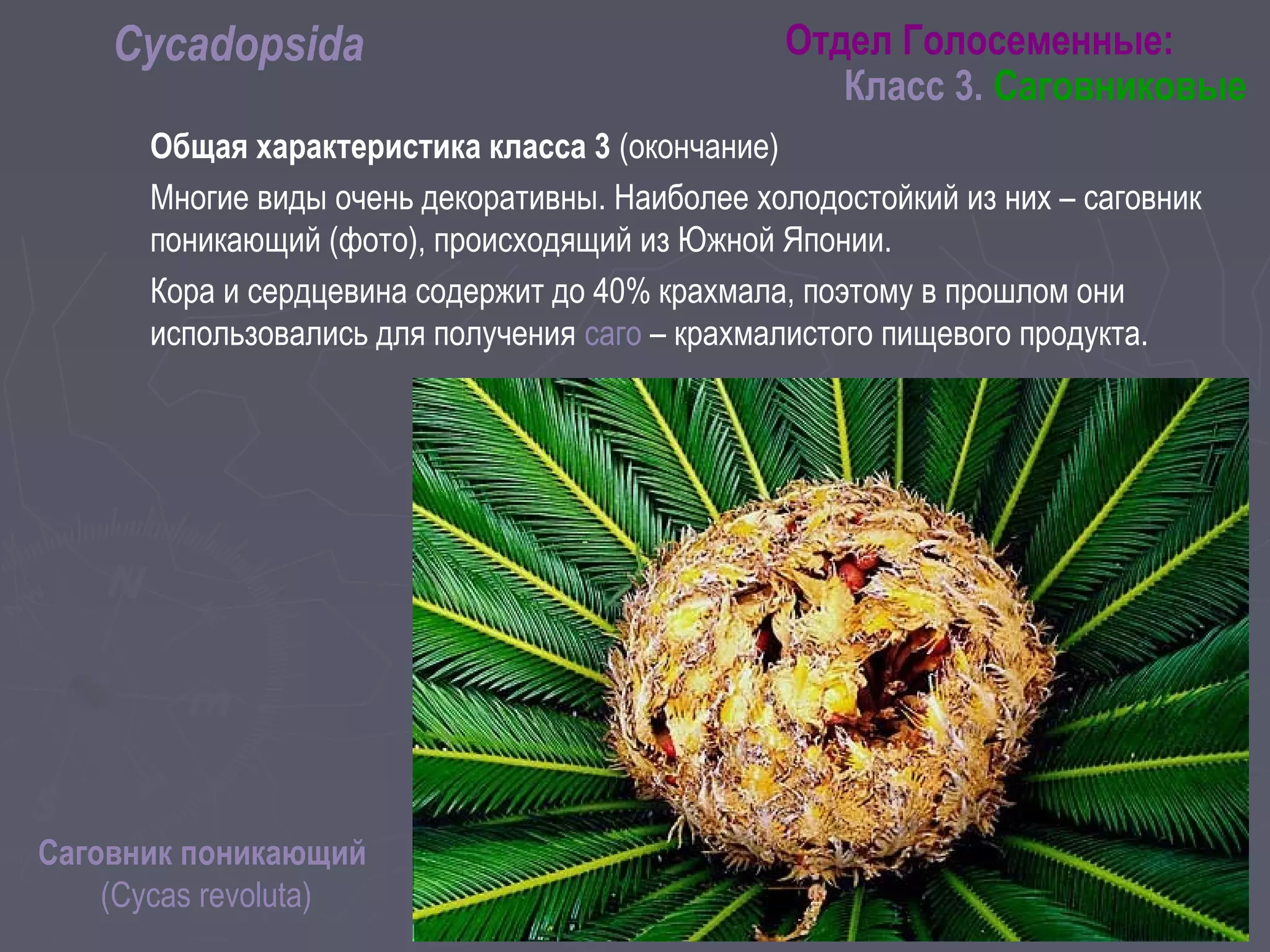 Общая характеристика класса 3 (окончание)
Многие виды очень декоративны. Наиболее холодостойкий из них – саговник
поникающий (фото), происходящий из Южной Японии.
Кора и сердцевина содержит до 40% крахмала, поэтому в прошлом они
использовались для получения саго – крахмалистого пищевого продукта.
Отдел Голосеменные:
Класс 3. Саговниковые
Cycadopsida
Саговник поникающий
(Cycas revoluta)
 