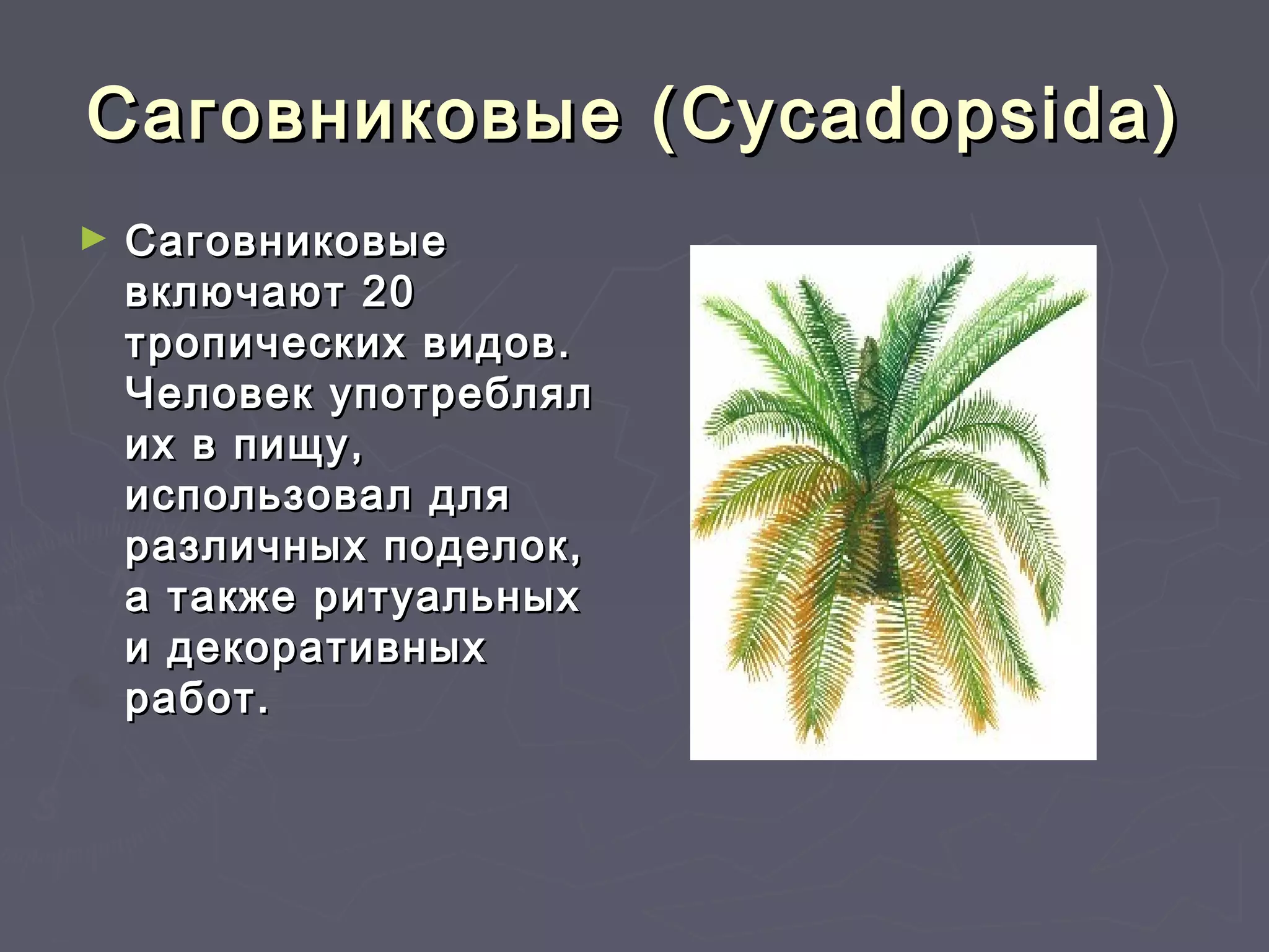 Саговниковые (Саговниковые (Cycadopsida)Cycadopsida)
► СаговниковыеСаговниковые
включают 20включают 20
тропических видов.тропических видов.
Человек употреблялЧеловек употреблял
их в пищу,их в пищу,
использовал дляиспользовал для
различных поделок,различных поделок,
а также ритуальныха также ритуальных
и декоративныхи декоративных
работ.работ.
 