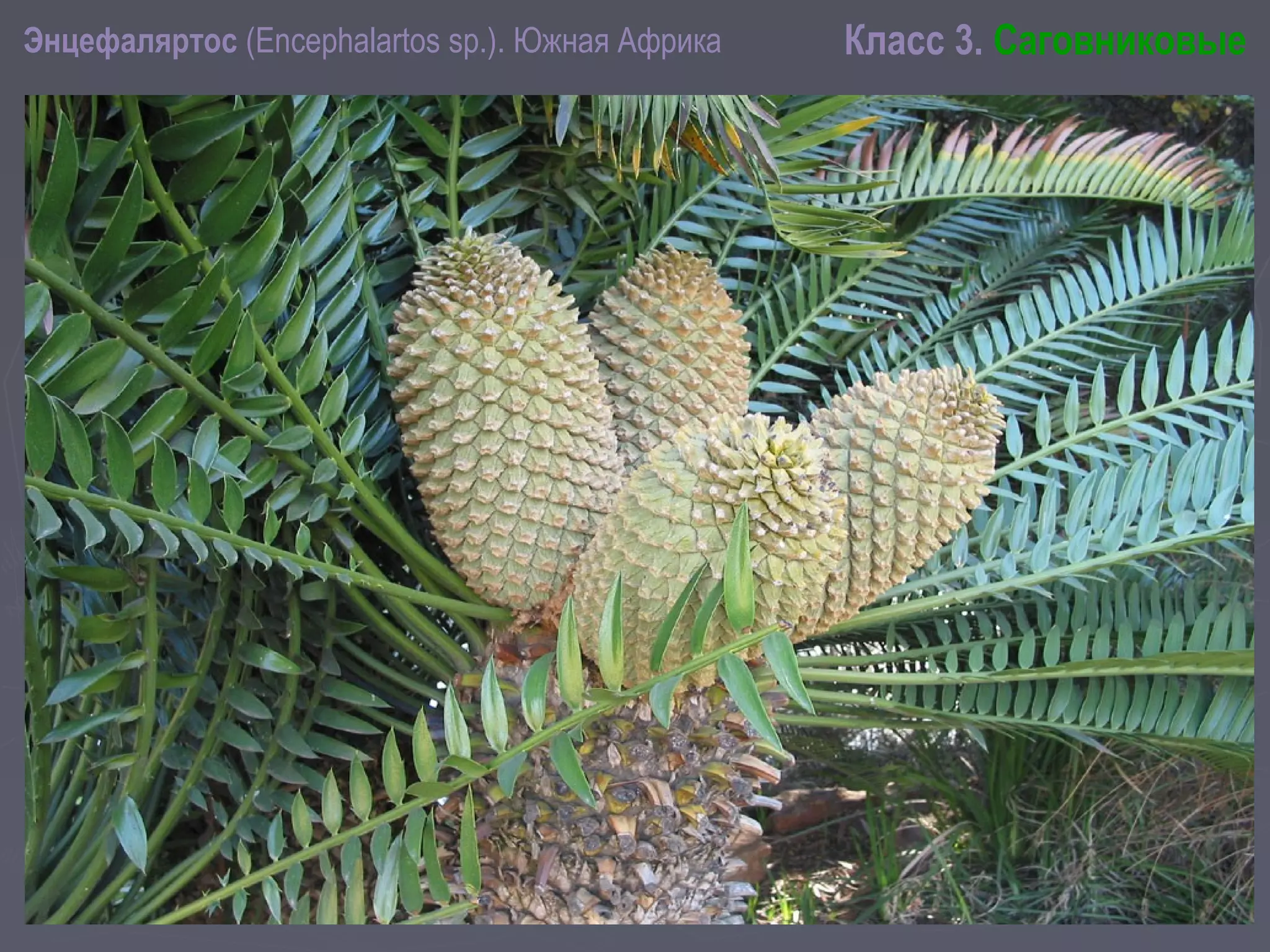 Энцефаляртос (Encephalartos sp.). Южная Африка Класс 3. Саговниковые
 