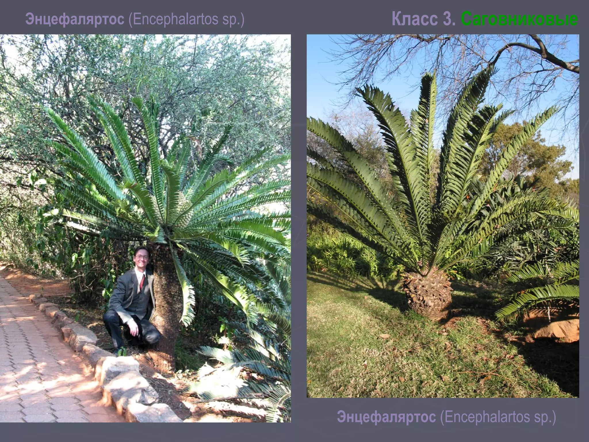 Энцефаляртос (Encephalartos sp.) Класс 3. Саговниковые
Энцефаляртос (Encephalartos sp.)
 