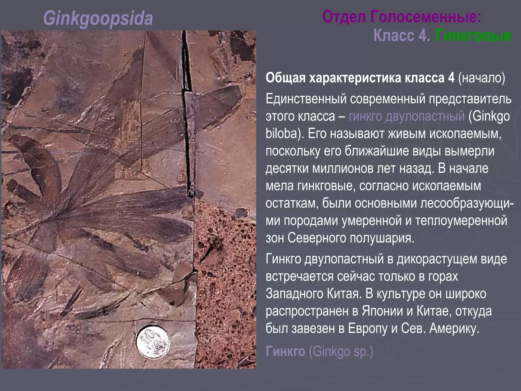 Общая характеристика класса 4 (начало)
Единственный современный представитель
этого класса – гинкго двулопастный (Ginkgo
biloba). Его называют живым ископаемым,
поскольку его ближайшие виды вымерли
десятки миллионов лет назад. В начале
мела гинкговые, согласно ископаемым
остаткам, были основными лесообразующи-
ми породами умеренной и теплоумеренной
зон Северного полушария.
Гинкго двулопастный в дикорастущем виде
встречается сейчас только в горах
Западного Китая. В культуре он широко
распространен в Японии и Китае, откуда
был завезен в Европу и Сев. Америку.
Гинкго (Ginkgo sp.)
Отдел Голосеменные:
Класс 4. Гинкговые
Ginkgoopsida
 