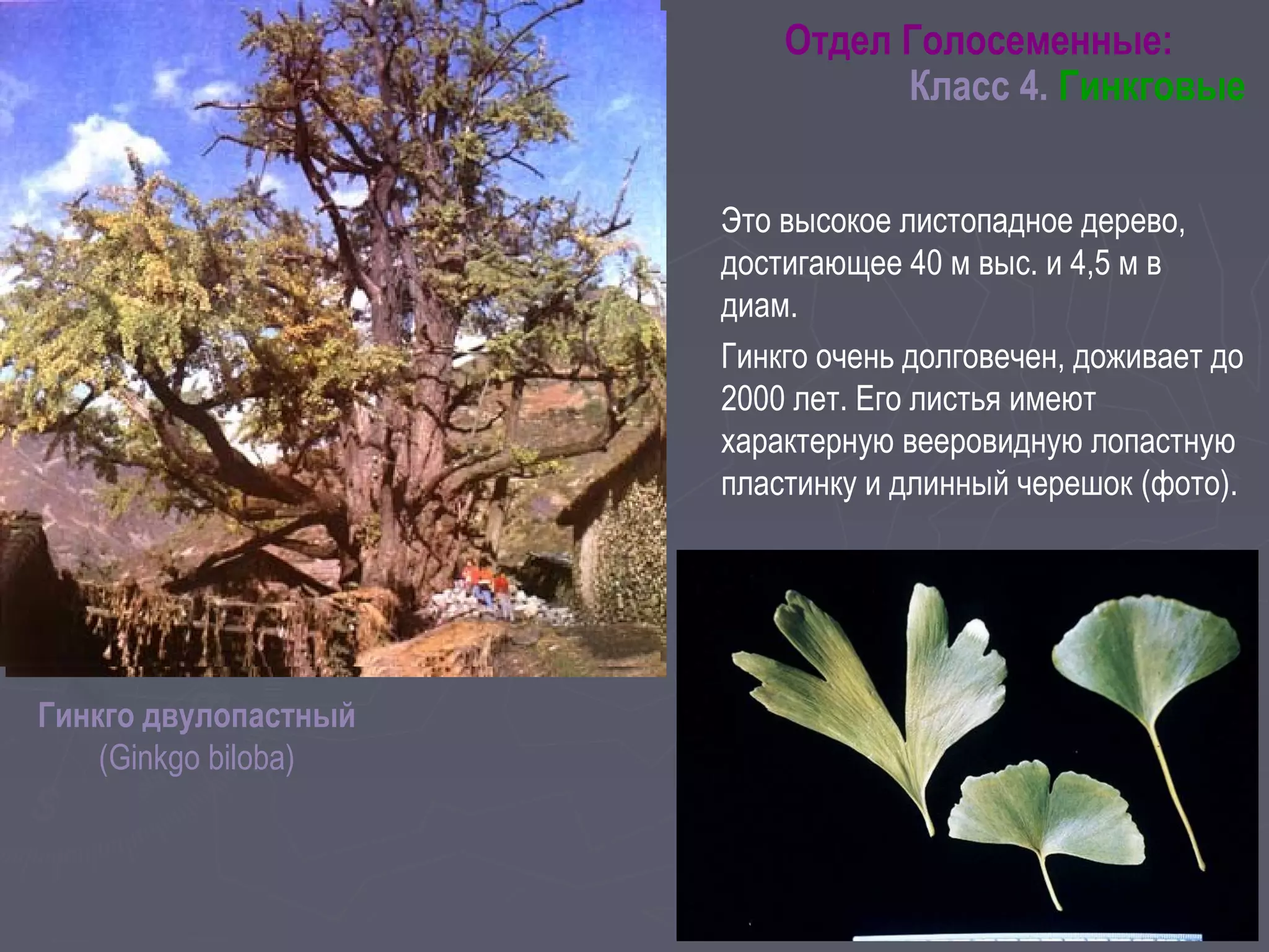 Это высокое листопадное дерево,
достигающее 40 м выс. и 4,5 м в
диам.
Гинкго очень долговечен, доживает до
2000 лет. Его листья имеют
характерную вееровидную лопастную
пластинку и длинный черешок (фото).
Гинкго двулопастный
(Ginkgo biloba)
Отдел Голосеменные:
Класс 4. Гинкговые
 