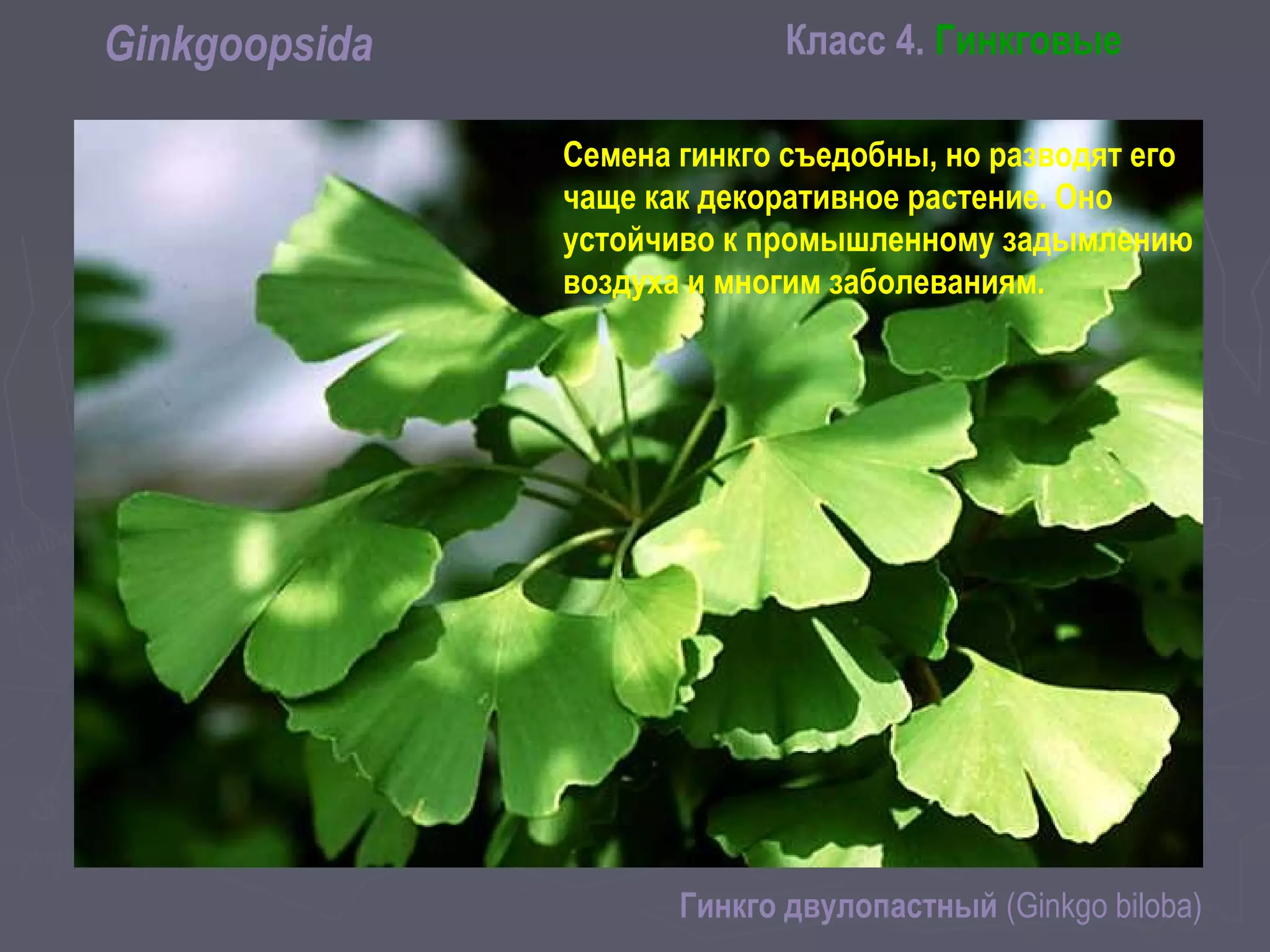Класс 4. ГинкговыеGinkgoopsida
Гинкго двулопастный (Ginkgo biloba)
Семена гинкго съедобны, но разводят его
чаще как декоративное растение. Оно
устойчиво к промышленному задымлению
воздуха и многим заболеваниям.
 