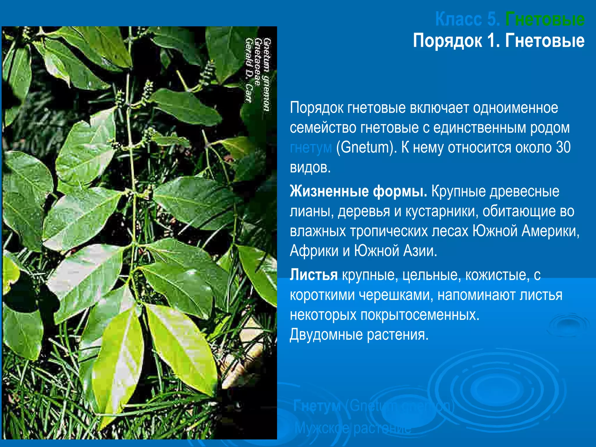 Класс 5. Гнетовые
Порядок 1. Гнетовые
Порядок гнетовые включает одноименное
семейство гнетовые с единственным родом
гнетум (Gnetum). К нему относится около 30
видов.
Жизненные формы. Крупные древесные
лианы, деревья и кустарники, обитающие во
влажных тропических лесах Южной Америки,
Африки и Южной Азии.
Листья крупные, цельные, кожистые, с
короткими черешками, напоминают листья
некоторых покрытосеменных.
Двудомные растения.
Гнетум (Gnetum gnemon)
Мужское растение
 