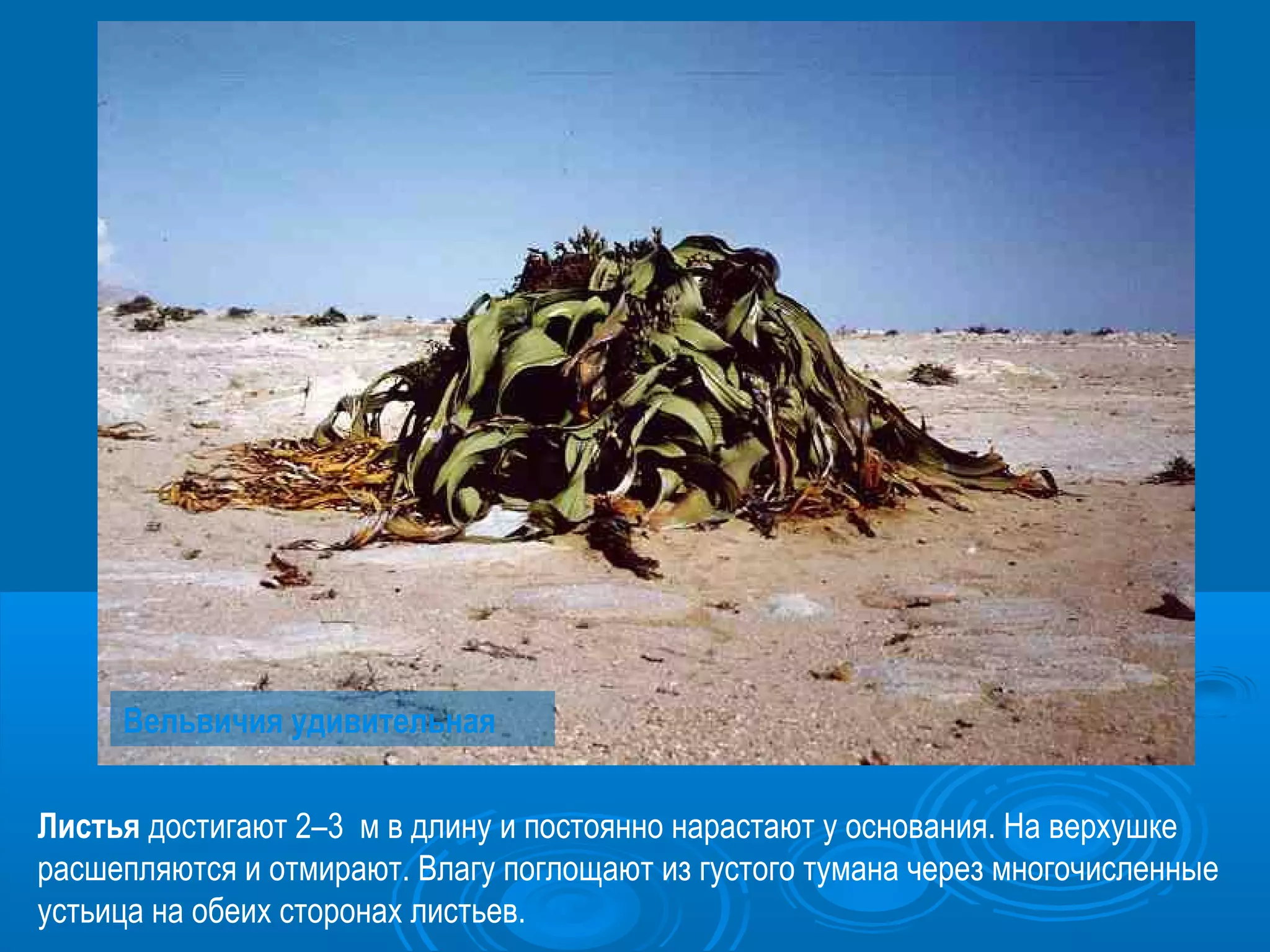 Листья достигают 2–3 м в длину и постоянно нарастают у основания. На верхушке
расшепляются и отмирают. Влагу поглощают из густого тумана через многочисленные
устьица на обеих сторонах листьев.
Вельвичия удивительная
 