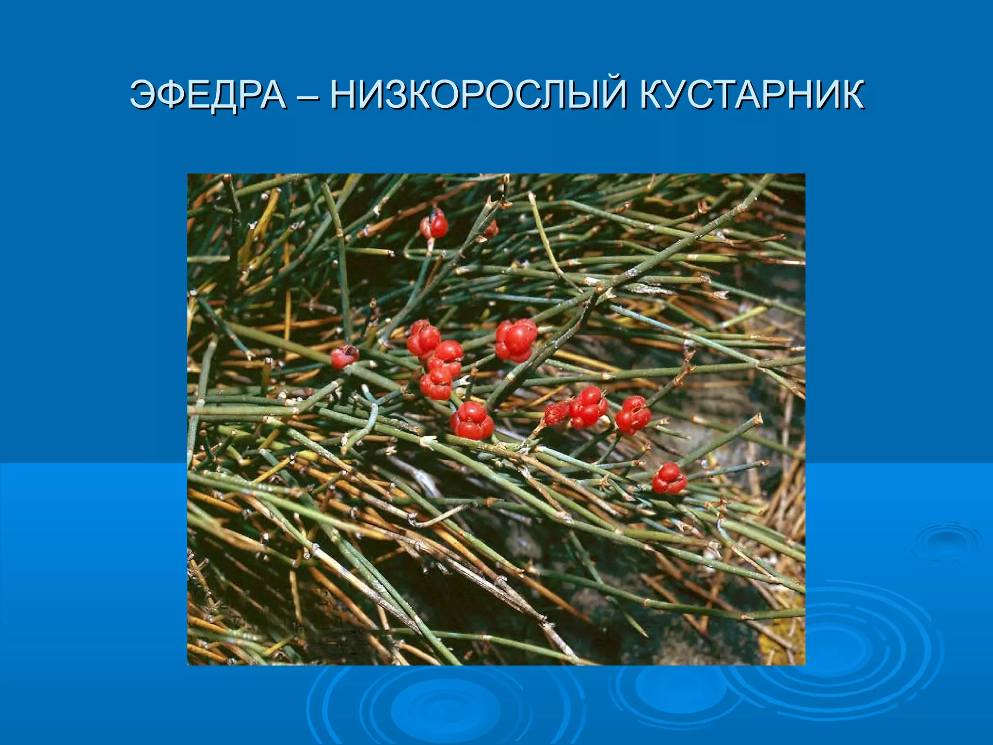 ЭФЕДРА – НИЗКОРОСЛЫЙ КУСТАРНИКЭФЕДРА – НИЗКОРОСЛЫЙ КУСТАРНИК
 