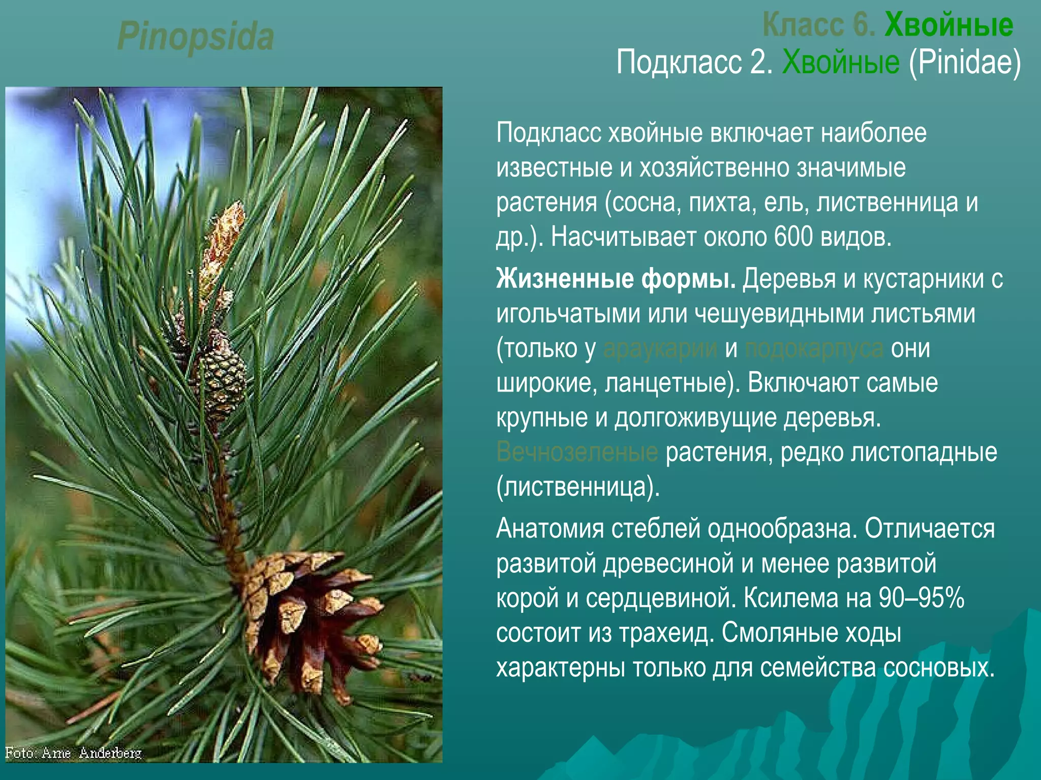 Класс 6. Хвойные
Подкласс 2. Хвойные (Pinidae)
Pinopsida
Подкласс хвойные включает наиболее
известные и хозяйственно значимые
растения (сосна, пихта, ель, лиственница и
др.). Насчитывает около 600 видов.
Жизненные формы. Деревья и кустарники с
игольчатыми или чешуевидными листьями
(только у араукарии и подокарпуса они
широкие, ланцетные). Включают самые
крупные и долгоживущие деревья.
Вечнозеленые растения, редко листопадные
(лиственница).
Анатомия стеблей однообразна. Отличается
развитой древесиной и менее развитой
корой и сердцевиной. Ксилема на 90–95%
состоит из трахеид. Смоляные ходы
характерны только для семейства сосновых.
 