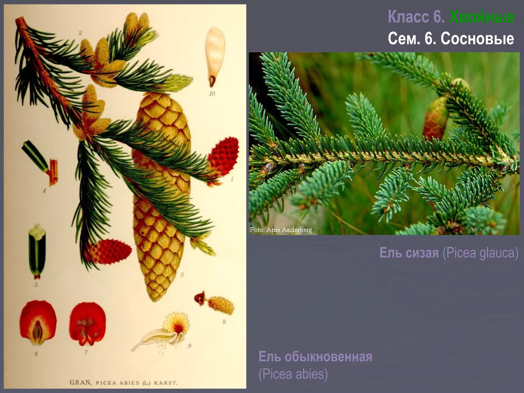 Ель сизая (Picea glauca)
Класс 6. Хвойные
Сем. 6. Сосновые
Ель обыкновенная
(Picea abies)
 