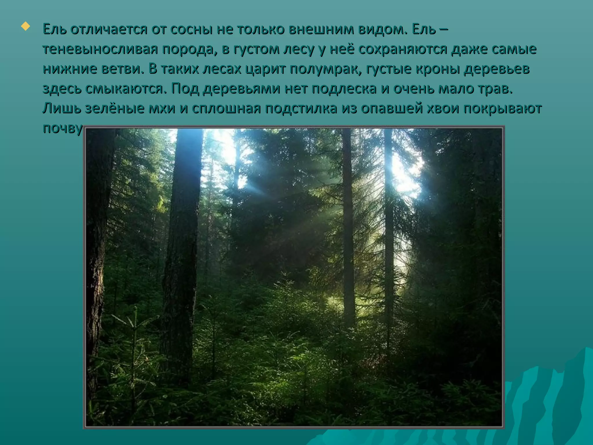  Ель отличается от сосны не только внешним видом. Ель –Ель отличается от сосны не только внешним видом. Ель –
теневыносливая порода, в густом лесу у неё сохраняются даже самыетеневыносливая порода, в густом лесу у неё сохраняются даже самые
нижние ветви. В таких лесах царит полумрак, густые кроны деревьевнижние ветви. В таких лесах царит полумрак, густые кроны деревьев
здесь смыкаются. Под деревьями нет подлеска и очень мало трав.здесь смыкаются. Под деревьями нет подлеска и очень мало трав.
Лишь зелёные мхи и сплошная подстилка из опавшей хвои покрываютЛишь зелёные мхи и сплошная подстилка из опавшей хвои покрывают
почву.почву.
 