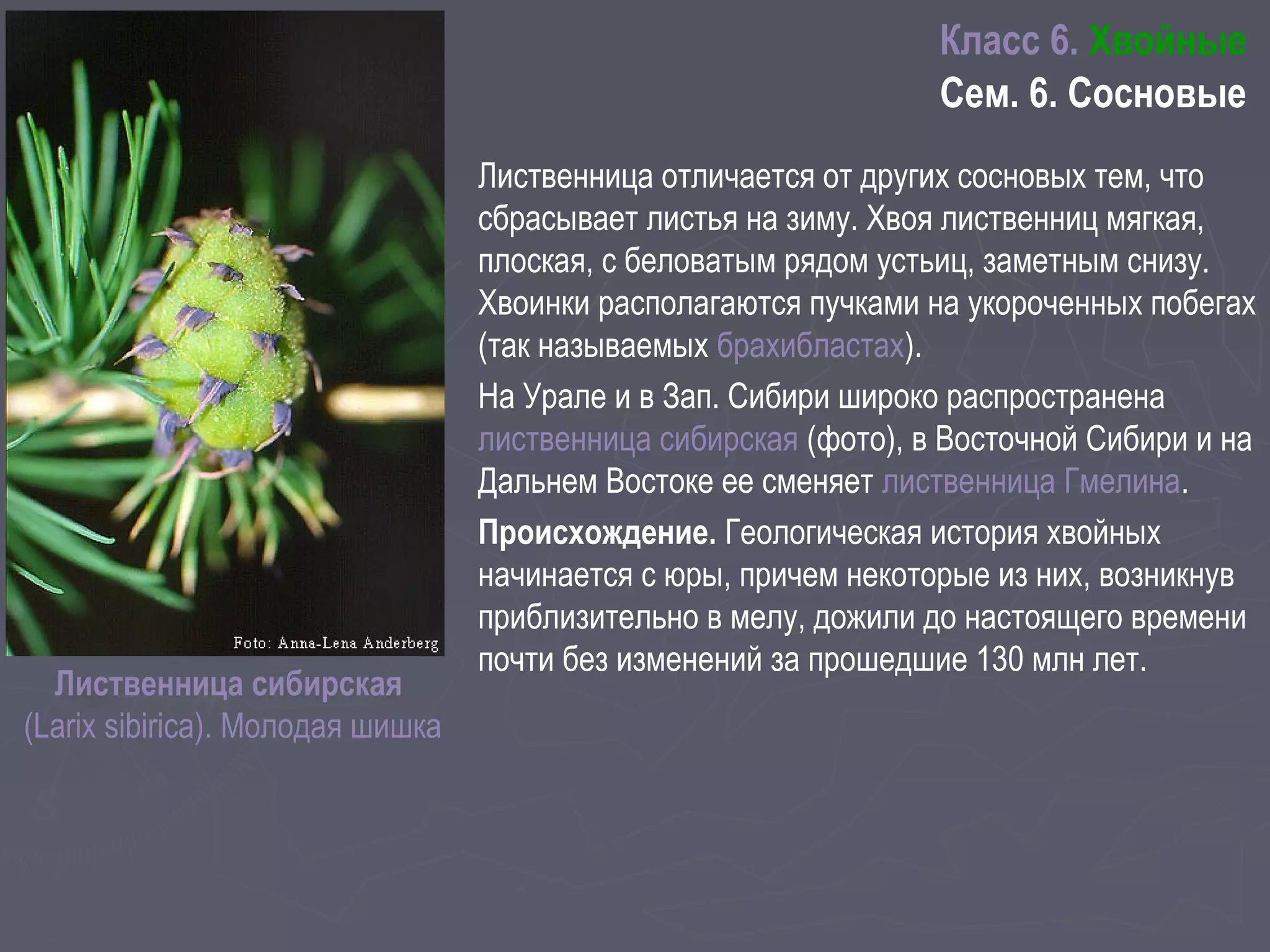 Лиственница сибирская
(Larix sibirica). Молодая шишка
Лиственница отличается от других сосновых тем, что
сбрасывает листья на зиму. Хвоя лиственниц мягкая,
плоская, с беловатым рядом устьиц, заметным снизу.
Хвоинки располагаются пучками на укороченных побегах
(так называемых брахибластах).
На Урале и в Зап. Сибири широко распространена
лиственница сибирская (фото), в Восточной Сибири и на
Дальнем Востоке ее сменяет лиственница Гмелина.
Происхождение. Геологическая история хвойных
начинается с юры, причем некоторые из них, возникнув
приблизительно в мелу, дожили до настоящего времени
почти без изменений за прошедшие 130 млн лет.
Класс 6. Хвойные
Сем. 6. Сосновые
 