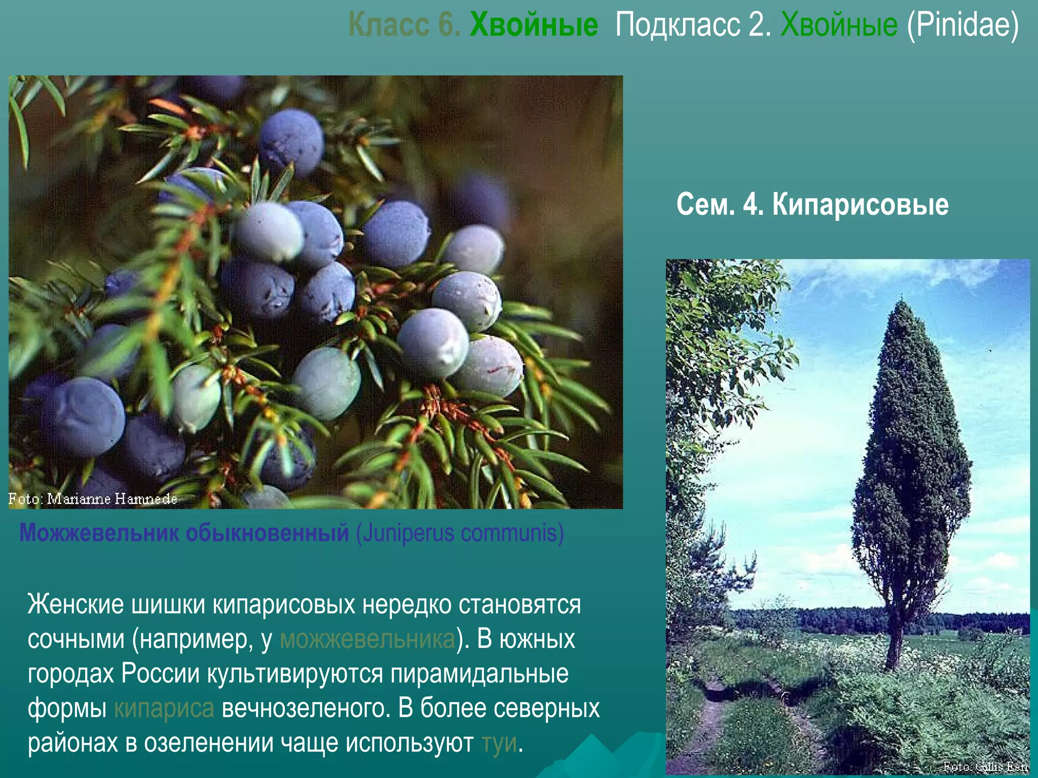 Можжевельник обыкновенный (Juniperus communis)
Женские шишки кипарисовых нередко становятся
сочными (например, у можжевельника). В южных
городах России культивируются пирамидальные
формы кипариса вечнозеленого. В более северных
районах в озеленении чаще используют туи.
Класс 6. Хвойные Подкласс 2. Хвойные (Pinidae)
Сем. 4. Кипарисовые
 