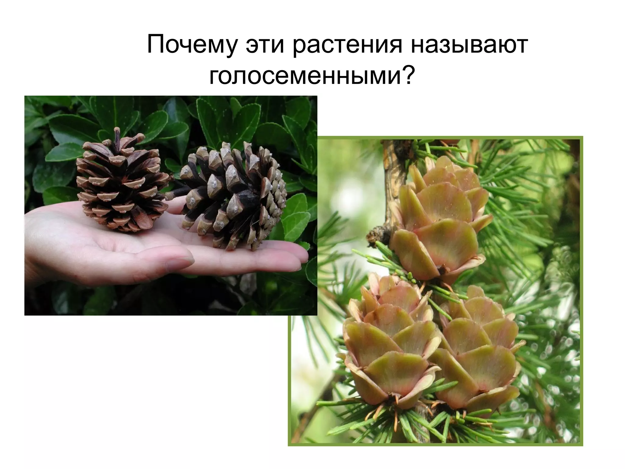 Почему эти растения называют
голосеменными?
 