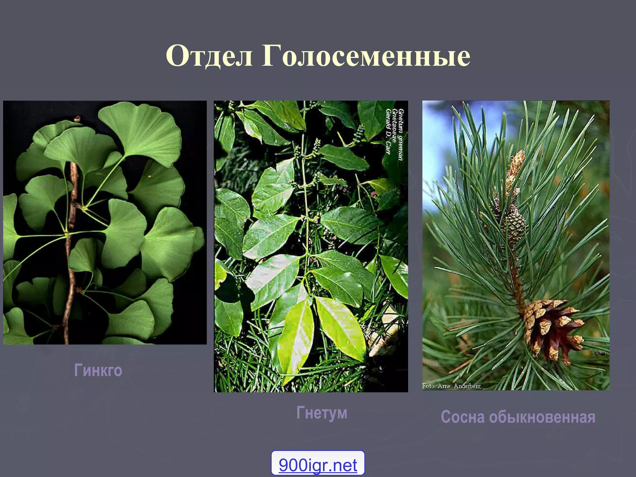 Отдел Голосеменные
Сосна обыкновеннаяГнетум
Гинкго
900igr.net
 
