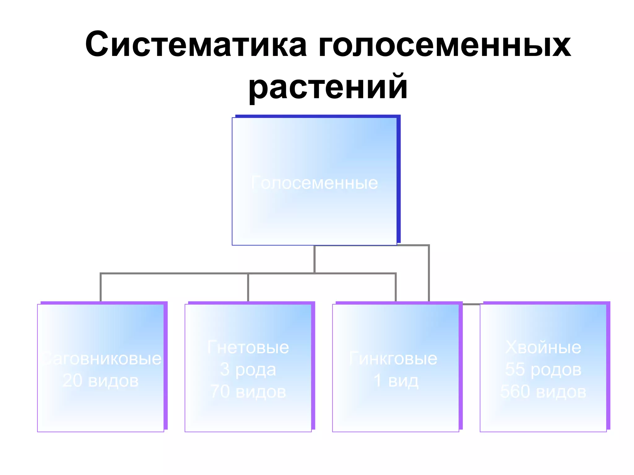 Систематика голосеменных
растений
ГолосеменныеГолосеменные
Саговниковые
20 видов
Саговниковые
20 видов
Гнетовые
3 рода
70 видов
Гнетовые
3 рода
70 видов
Гинкговые
1 вид
Гинкговые
1 вид
Хвойные
55 родов
560 видов
Хвойные
55 родов
560 видов
 