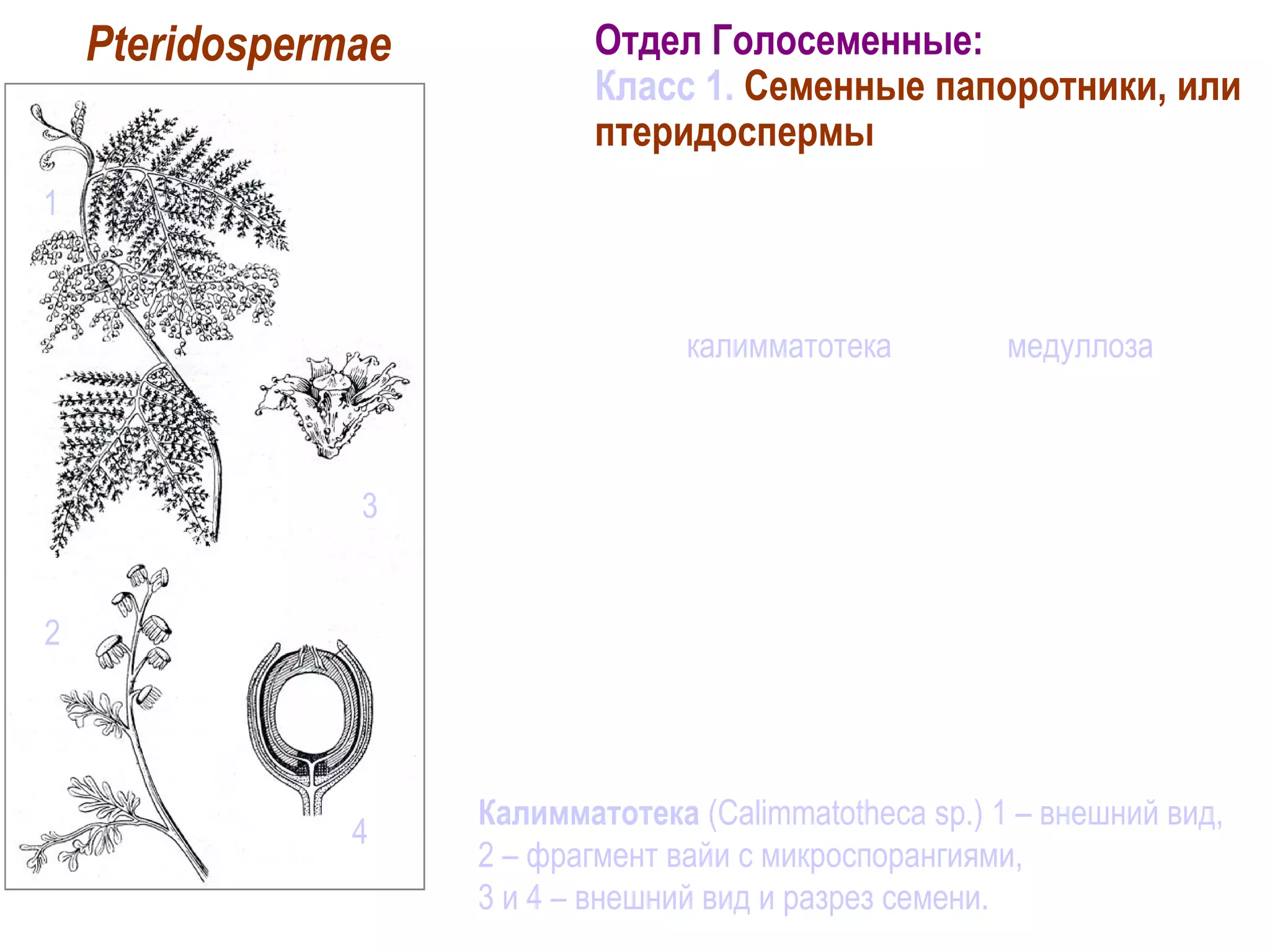 Общая характеристика класса 1
Полностью вымершие растения (существовали до конца
палеозоя). Известно несколько сотен видов. Наиболее
известные роды калимматотека (рис.) и медуллоза.
Внешним обликом и строением ветвей были похожи на
настоящие папоротники, но несли семена на своих
верхушках и по бокам жилок. От современных
саговниковых отличались отсутствием стробилов.
Размножение семенами.
Зародыш развивался поздно, после опадения
семязачатков. Исходная группа для современных
голосеменных и, возможно, покрытосеменных. Играли
значительную роль в сложении каменных углей России.
Калимматотека (Calimmatotheca sp.) 1 – внешний вид,
2 – фрагмент вайи с микроспорангиями,
3 и 4 – внешний вид и разрез семени.
Отдел Голосеменные:
Класс 1. Семенные папоротники, или
птеридоспермы
Pteridospermae
1
2
4
3
 