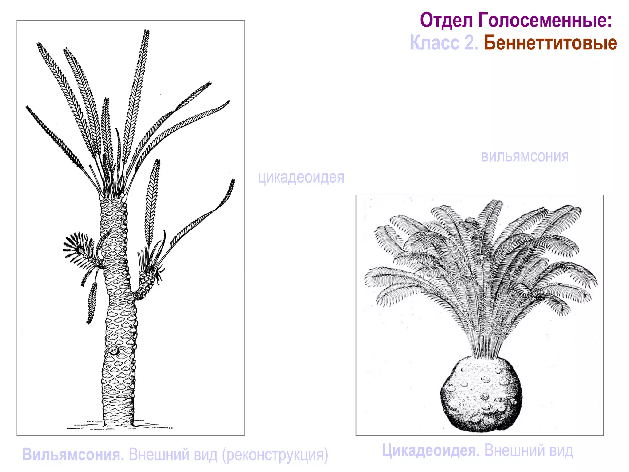 Общая характеристика класса 2 (начало)
Полностью вымершие растения (существовали до
верхнего мела и вымерли в одно время с динозав-
рами). Наиболее известны роды вильямсония и
цикадеоидея. Внешним обликом напоминали
пальмы.
Вильямсония. Внешний вид (реконструкция)
Отдел Голосеменные:
Класс 2. Беннеттитовые
Цикадеоидея. Внешний вид
 