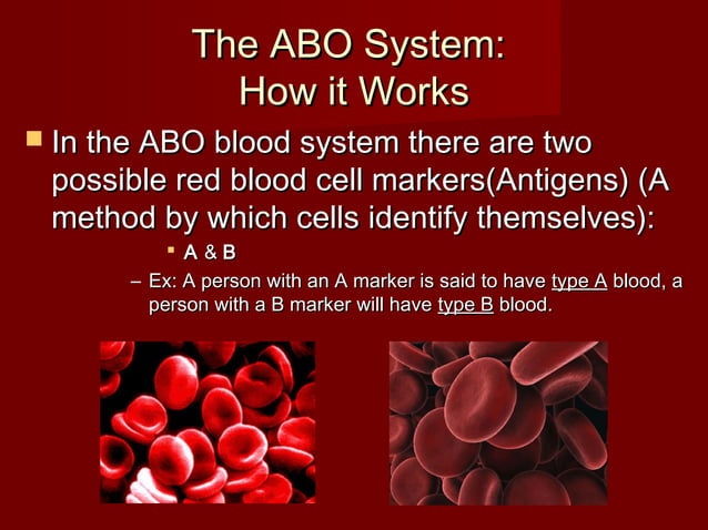 6.abo and rh blood typing. | PPT | Pregnancy | Reproductive Health