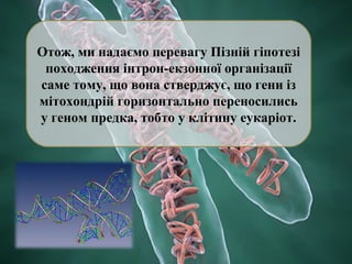 Отож, ми надаємо перевагу Пізній гіпотезі
походження інтрон-екзонної організації
саме тому, що вона стверджує, що гени із
мітохондрій горизонтально переносились
у геном предка, тобто у клітину еукаріот.

 