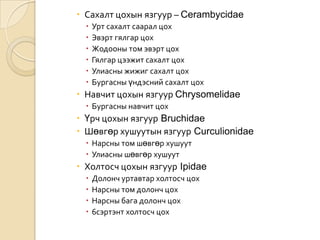  Сахалт цохын язгуур – Cerambycidae







Урт сахалт саарал цох
Эвэрт гялгар цох
Жодооны том эвэрт цох
Гялгар цээжит сахалт цох
Улиасны жижиг сахалт цох
Бургасны үндэсний сахалт цох

 Навчит цохын язгуур Chrysomelidae
 Бургасны навчит цох

 Үрч цохын язгуур Bruchidae
 Шөвгөр хушуутын язгуур Curculionidae
 Нарсны том шөвгөр хушуут
 Улиасны шөвгөр хушуут

 Холтосч цохын язгуур Ipidae





Долонч уртавтар холтосч цох
Нарсны том долонч цох
Нарсны бага долонч цох
6сэртэнт холтосч цох

 