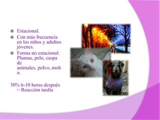 




Estacional.
Con más frecuencia
en los niños y adultos
jóvenes.
Forma no estacional:
Plumas, pelo, caspa
de
animales, polvo, moh
o.

30% 6-10 horas después
= Reacción tardía

 