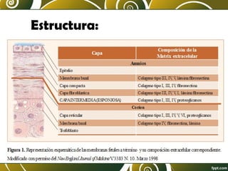 Estructura:

 