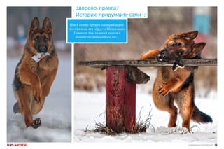 Здорово, правда?
Историю придумайте сами -:)
Мне в голову пришел сценарий короткого фильма аля «Друг» с Шакуровым.
Помните, там пьющий хозяин и
беззаветно любящий его пес...

12 PLAYDOG

СПЕЦИАЛЬНЫЙ ВЫПУСК ПРО ЛЕТАЮЩИХ СОБАК 13

 